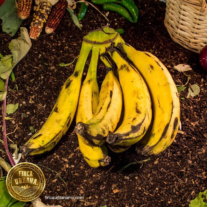 Plátano macho