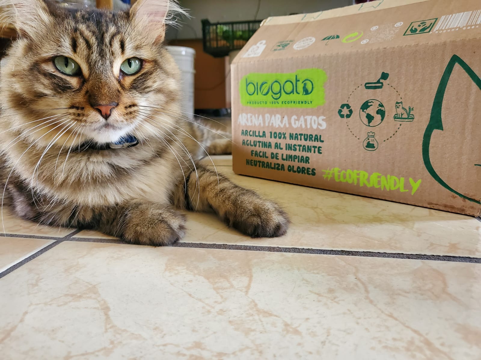 Arena para gato biodegradable 5 kg